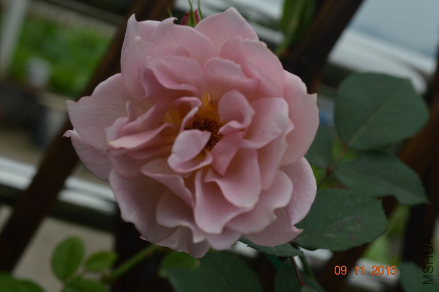 DSC_0028.JPG