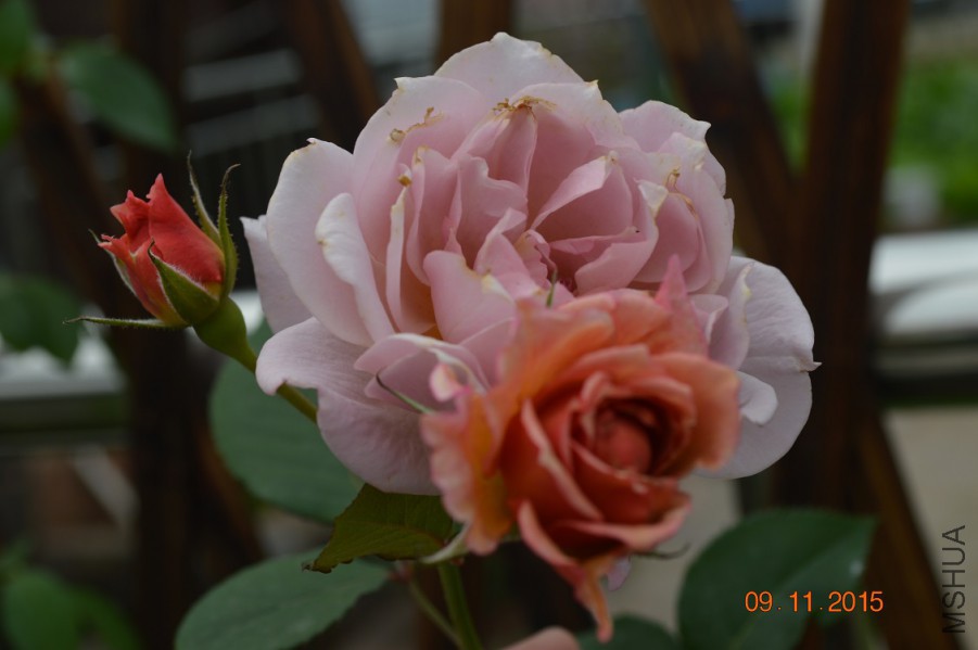 DSC_0029.JPG