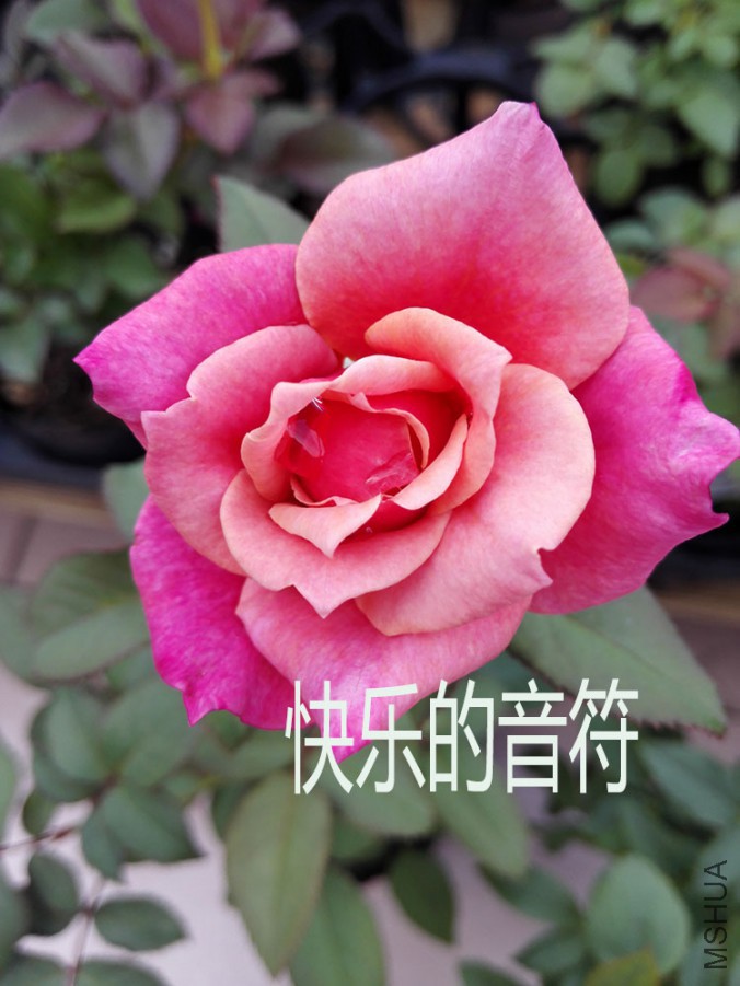 IMG_20150923_145454.jpg