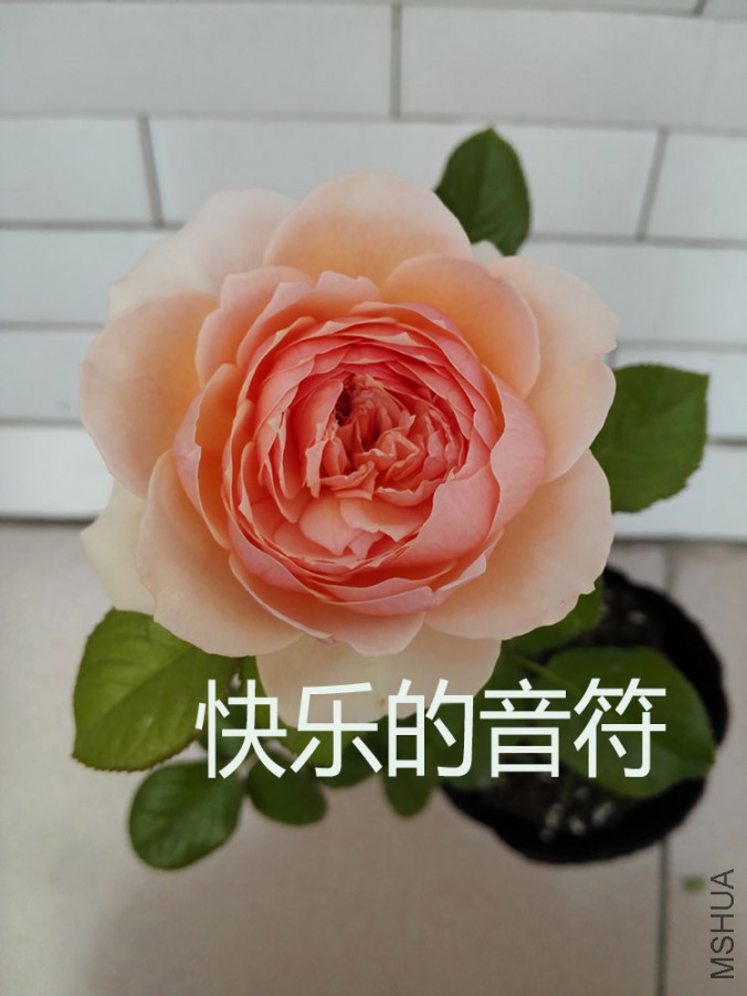IMG_20150927_101253.jpg