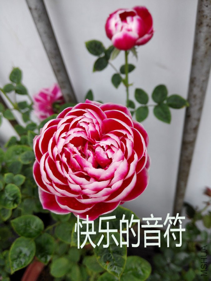 IMG_20151008_161345.jpg