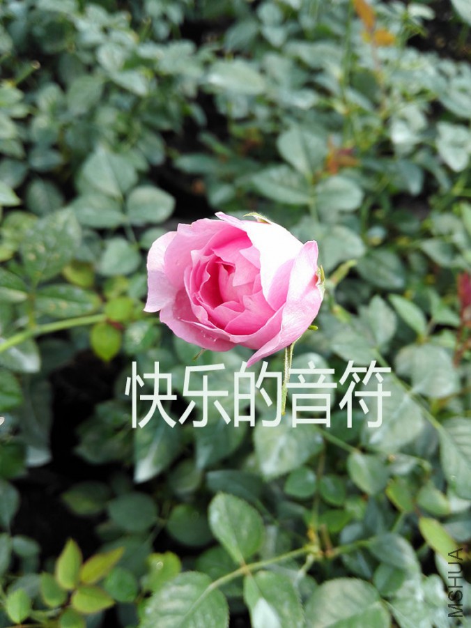IMG_20151011_111634.jpg