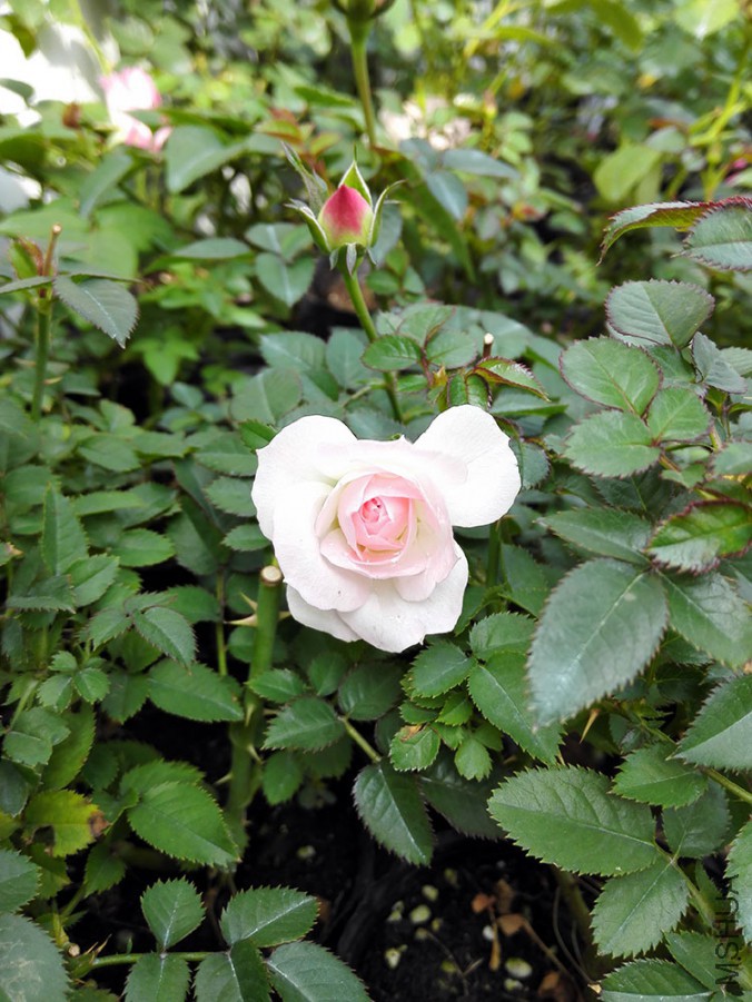 IMG_20151020_101306.jpg