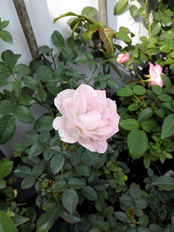 IMG_20151020_101412.jpg