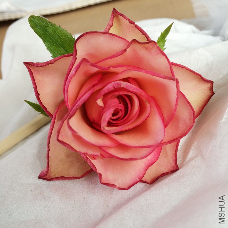 ��תľ�� (12).jpg