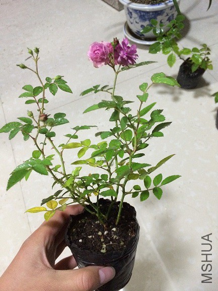 2015-11-09 175318.jpg