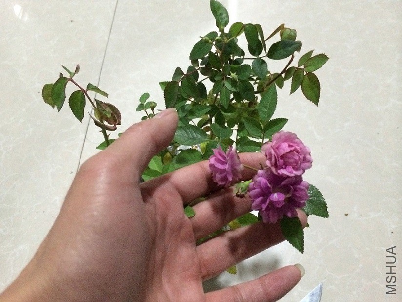 2015-11-09 172702.jpg
