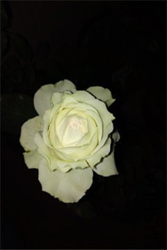 IMG_20151029_181157.jpg