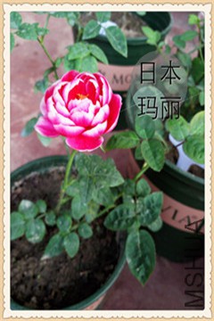 IMG_20151021_065924.JPG