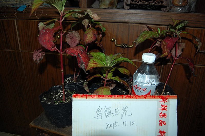DSC_97950022.JPG