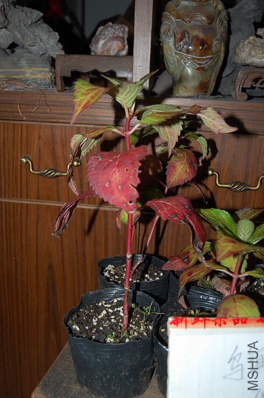 DSC_97960023.JPG