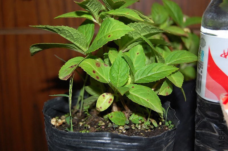 DSC_98010028.JPG