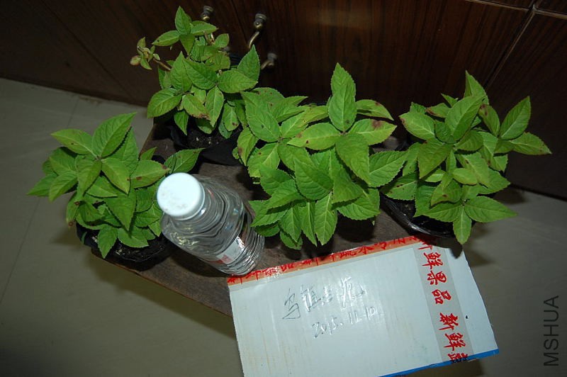DSC_98020029.JPG
