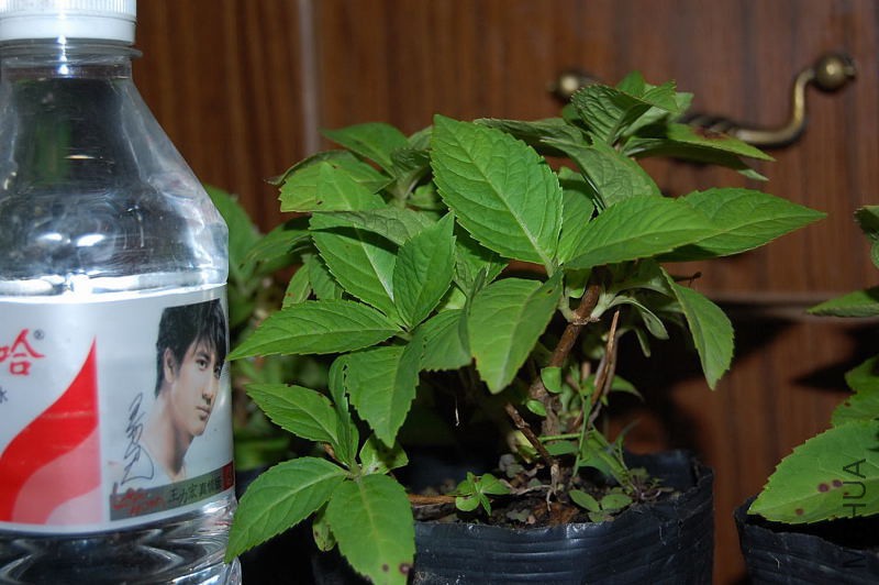 DSC_98030030.JPG