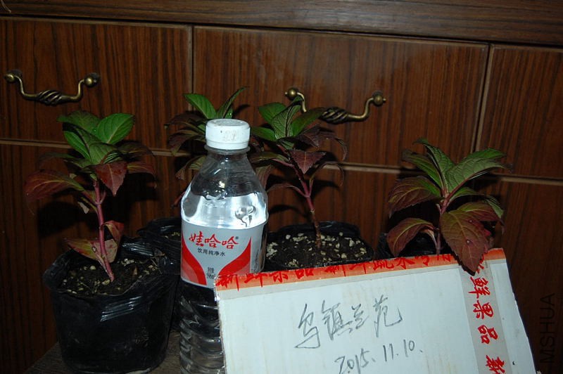 DSC_98060033.JPG