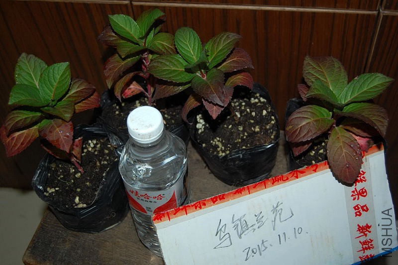 DSC_98070034.JPG