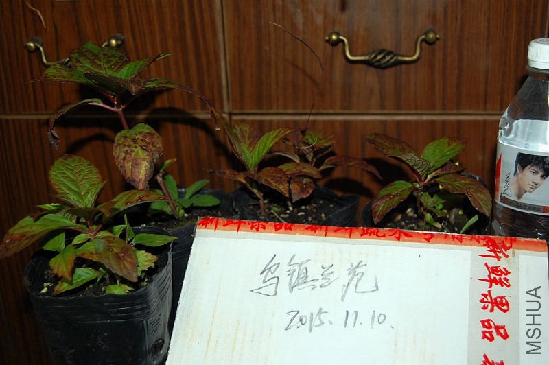 DSC_98280054.JPG