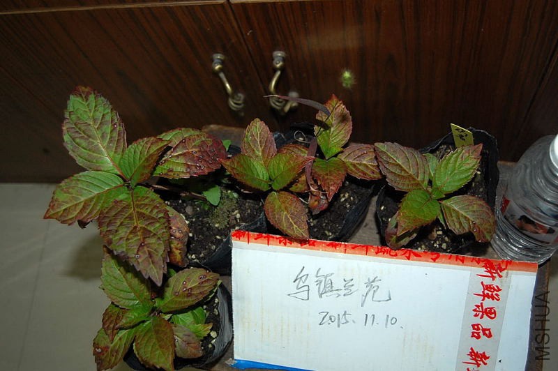 DSC_98310057.JPG