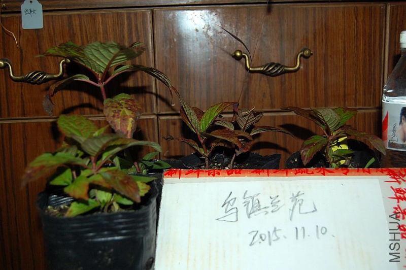 DSC_98320058.JPG