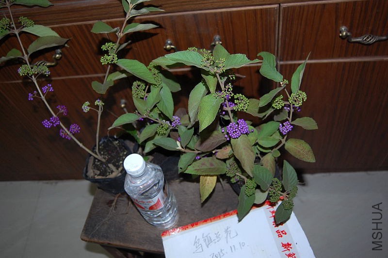 DSC_98110038.JPG