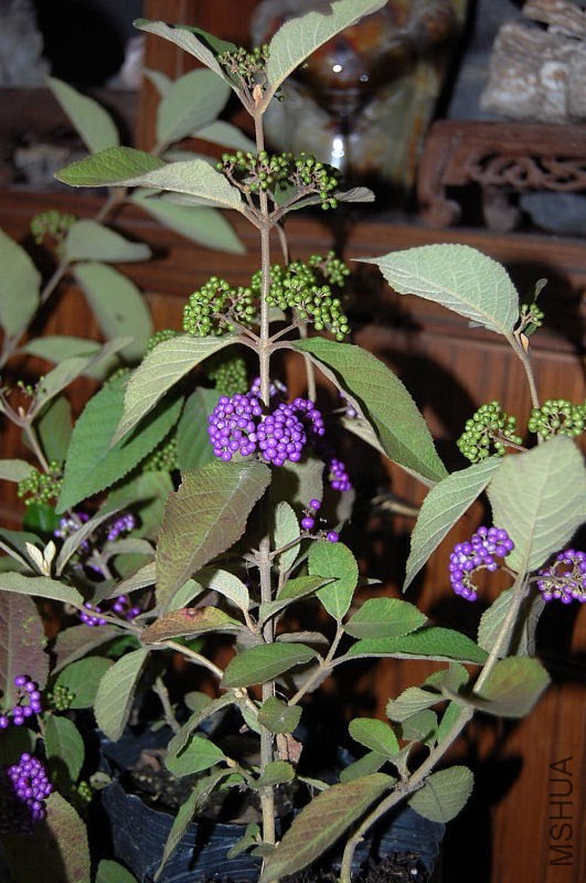 DSC_98180045.JPG