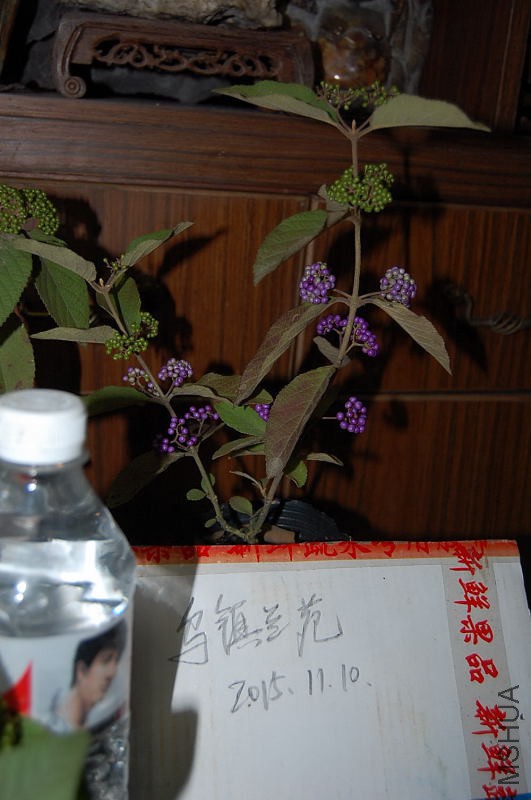 DSC_98250051.JPG