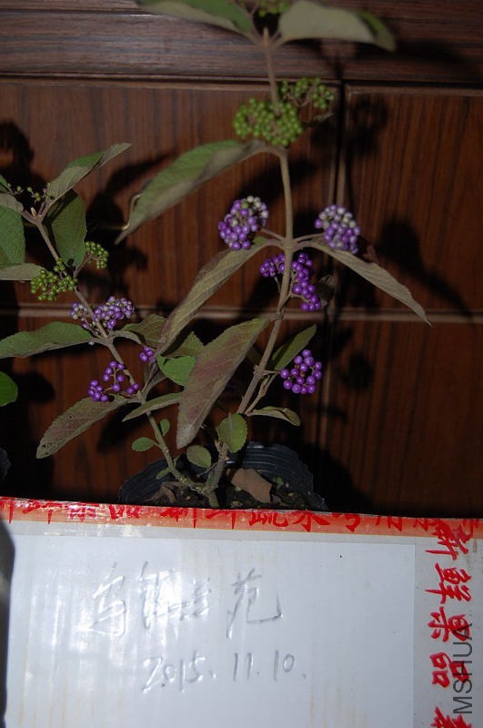 DSC_98270053.JPG