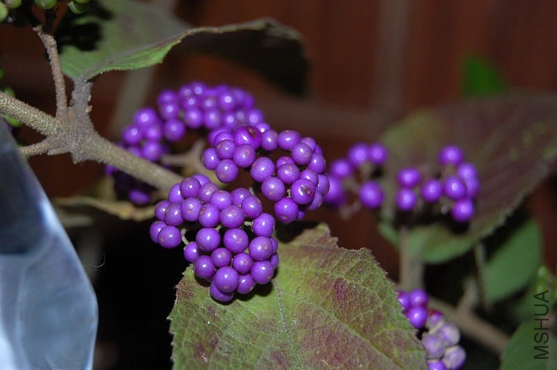 DSC_98240050.JPG