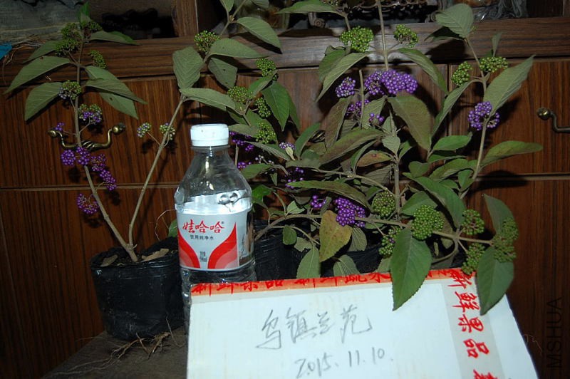 DSC_98120039.JPG