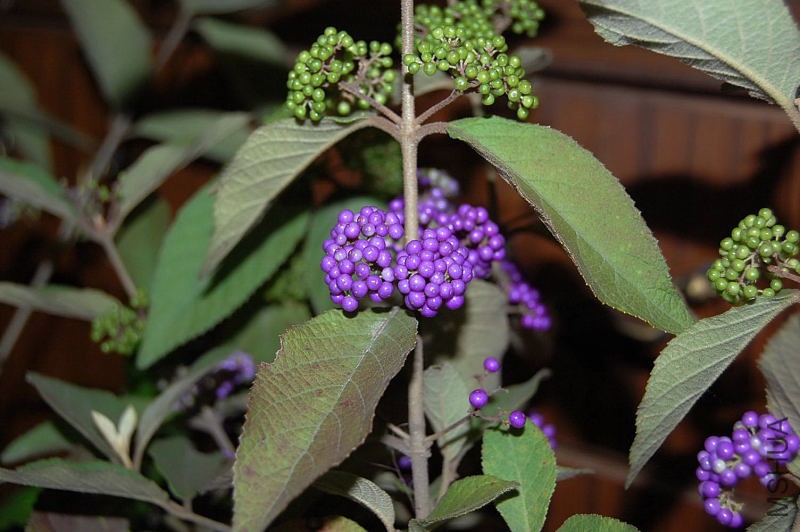 DSC_98210047.JPG