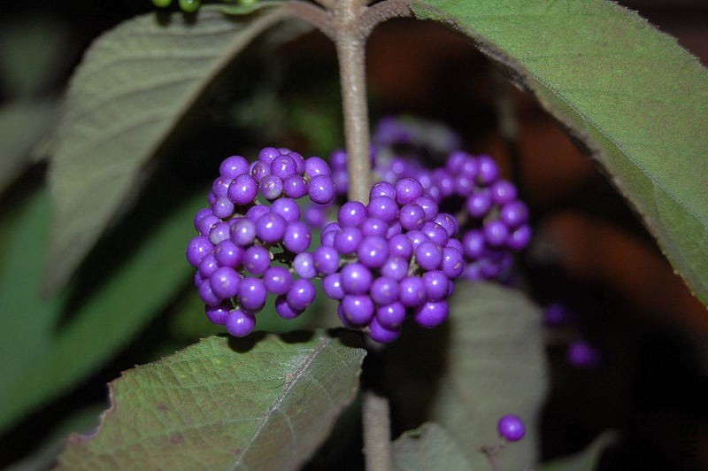 DSC_98200046.JPG