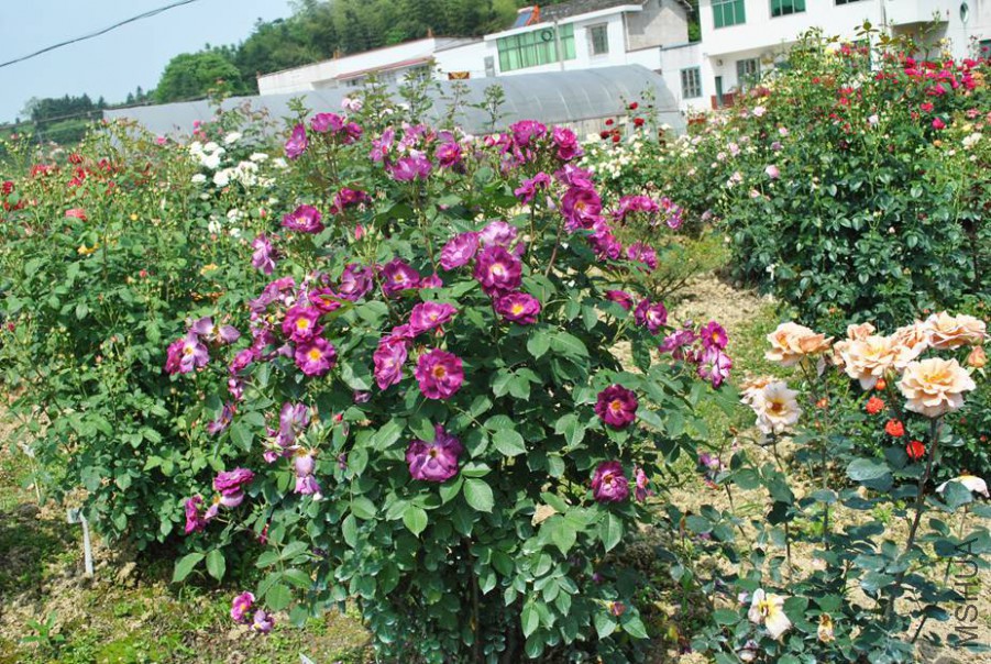 ������ (1).jpg