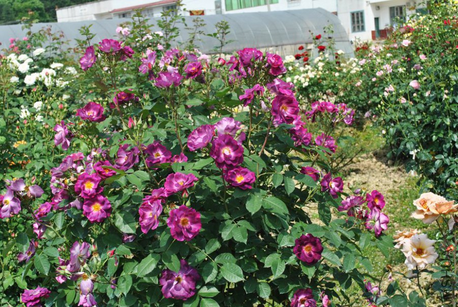 ������ (2).jpg