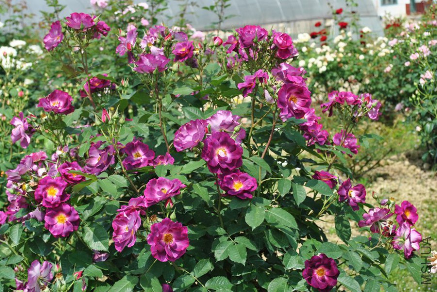 ������ (3).jpg