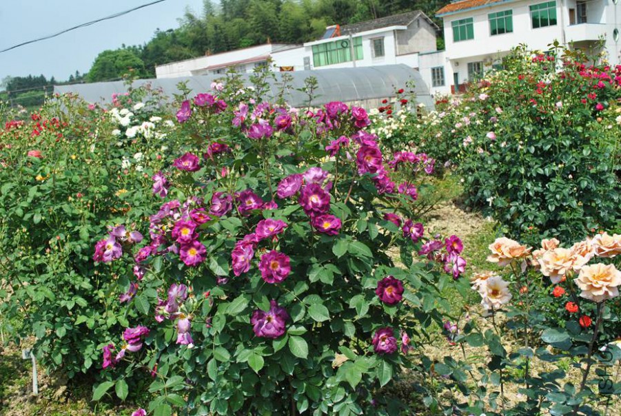 ������ (4).jpg