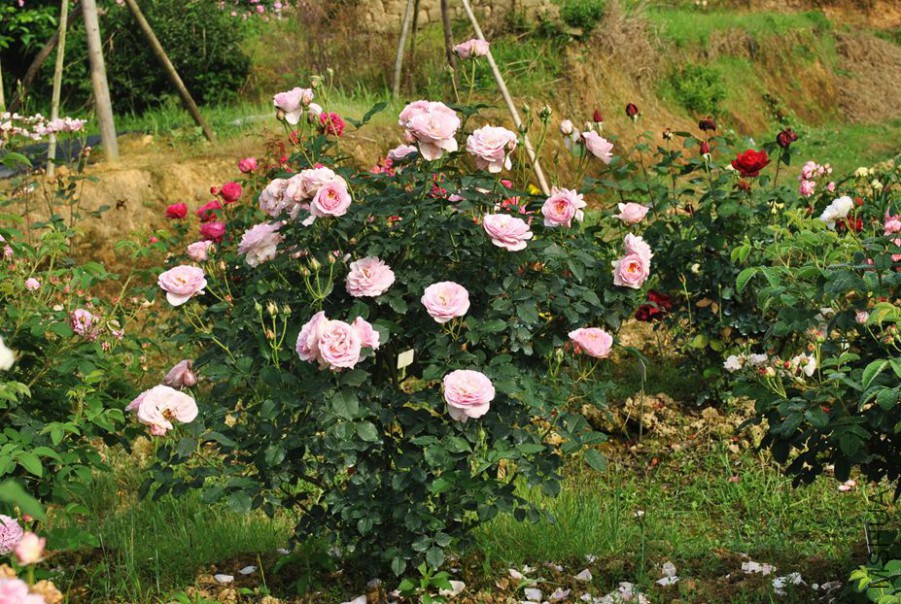 Amade�ļ���Ʒ (1).jpg