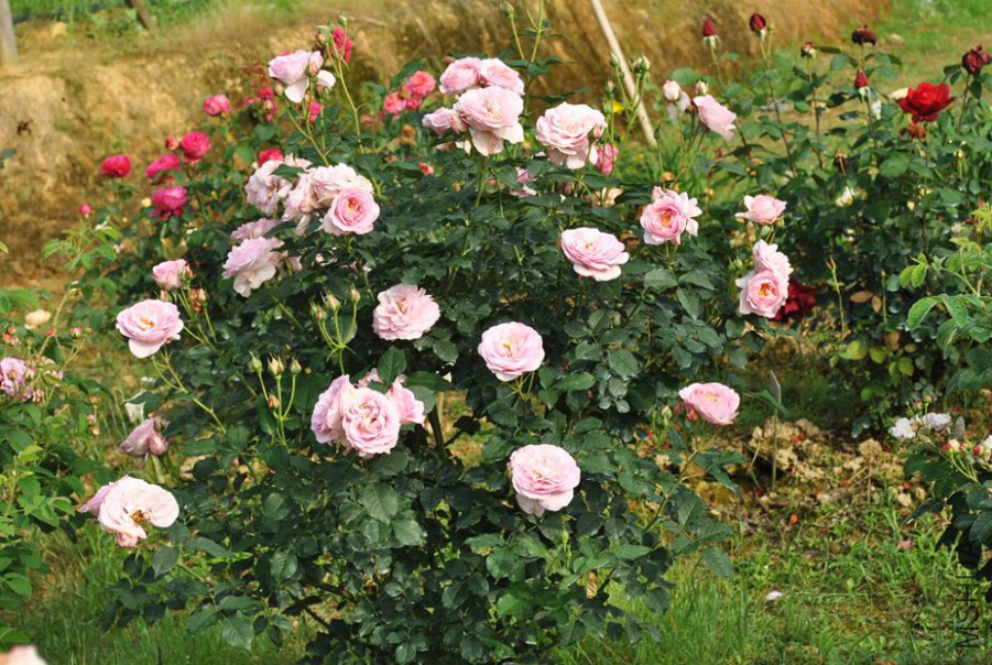 Amade�ļ���Ʒ (2).jpg