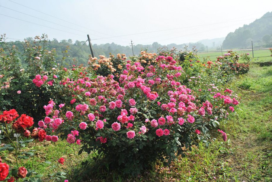 ������õ�� (1).jpg