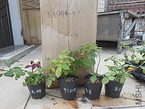 DSCN3928.jpg