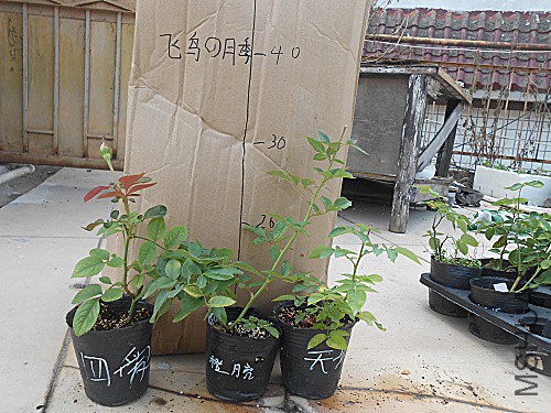 DSCN3929.jpg