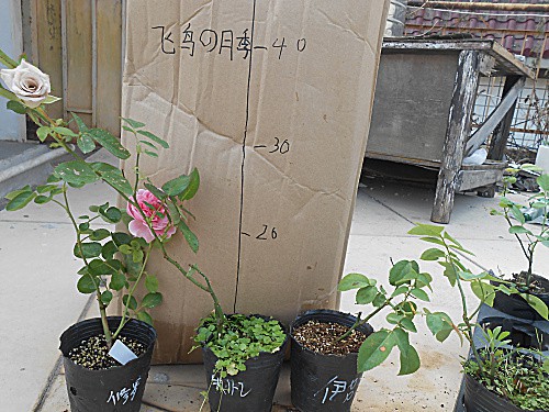 DSCN3930.jpg