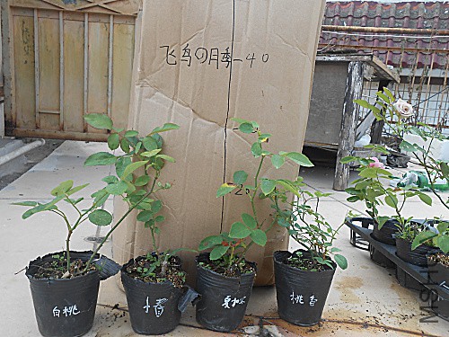 DSCN3931.jpg