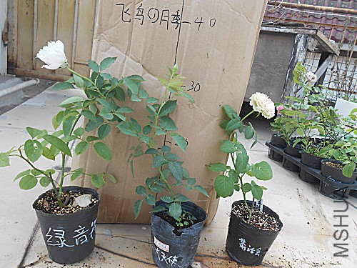 DSCN3932.jpg