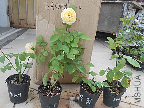 DSCN3933.jpg