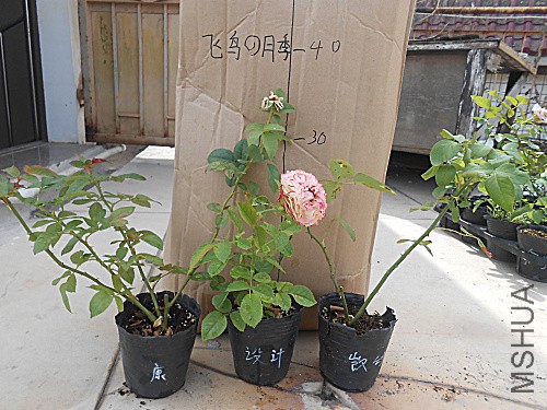 DSCN3934.jpg