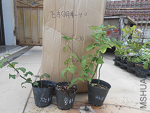 DSCN3935.jpg
