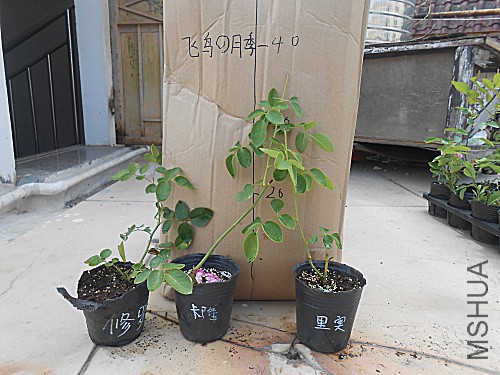 DSCN3936.jpg