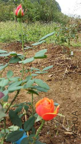 20151109_115335.jpg