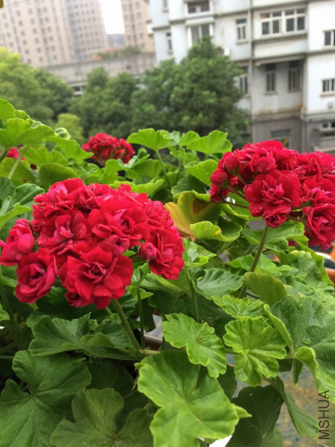 ������С IMG_0528.JPG