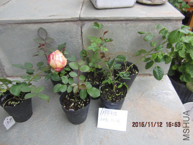IMG_0324.JPG